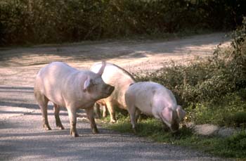 Cerdo doméstico (Sus domesticus)