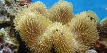 Coral seta (Sarcophyton sp.)