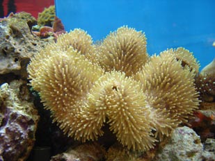 Coral seta (Sarcophyton sp.)