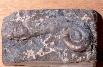 Lituites lituus (Nautilus) Ordovícico