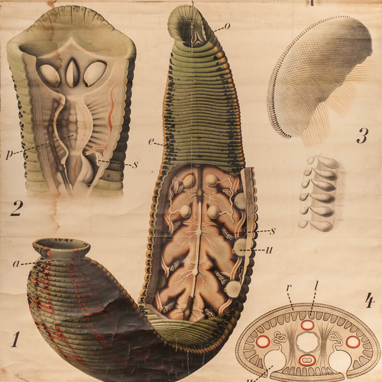 IES_RAMIRODEMAEZTU_BIOLOGIA_038