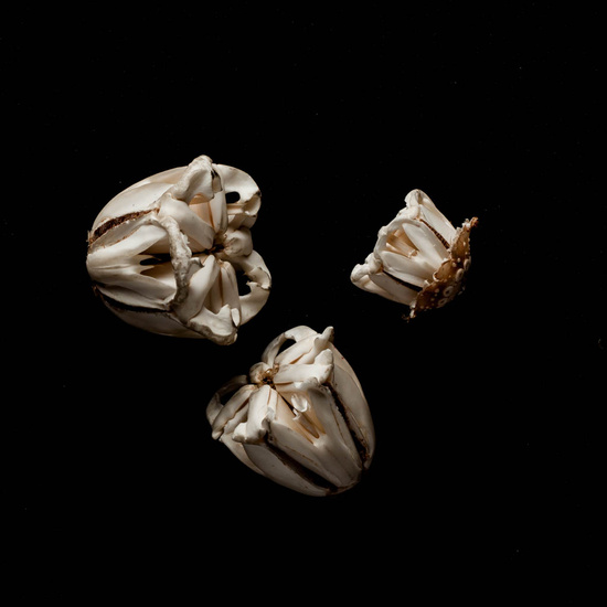 IES_ISABELLACATOLICA_BIOLOGIA_512