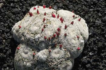 Mammillaria microthele