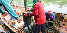 Descargando mejillones, Jakarta