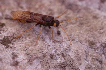 Sirice gigante (Urocerus gigas)