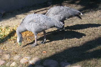 Tingua de pico verde. 
