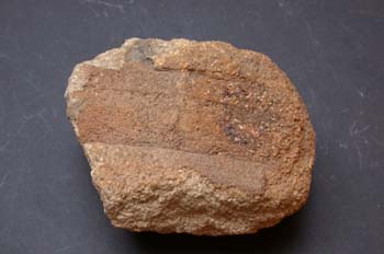 Equisetites arenaceus (Equiseto-Cola Caballo) Triásico