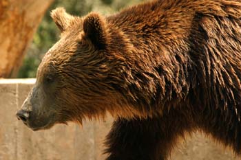 Oso pardo (Ursus arctos)