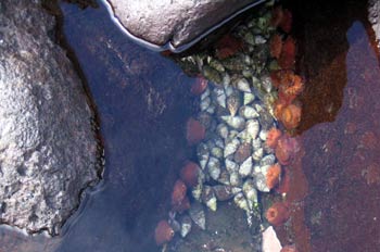 Caracolas de cangrejos ermitaños entre las rocas, Ecuador