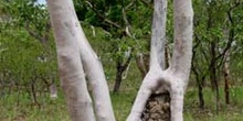 Troncos de eucalipto y termitero, Australia