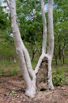 Troncos de eucalipto y termitero, Australia