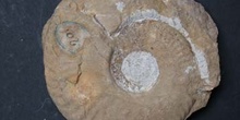 Haugiella sp. (Ammonites) Jurásico