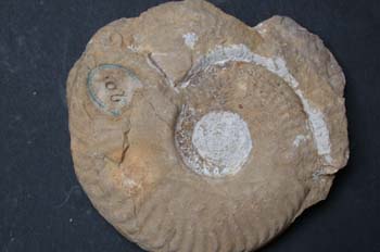 Haugiella sp. (Ammonites) Jurásico