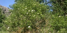 Saúco - Porte (Sambucus nigra)