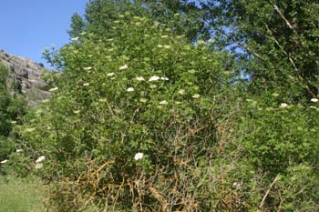 Saúco - Porte (Sambucus nigra)