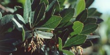 Madroño - Hoja (Arbutus unedo)