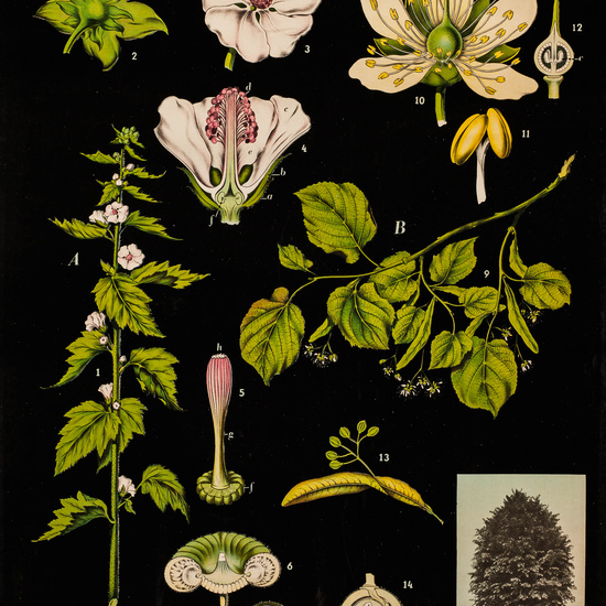 IES_LOPEDEVEGA_CIENCIASNATURALES_014