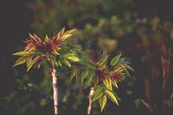 árbol del cielo - Renuevos (Ailanthus altissima)