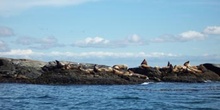 Leones marinos, Costa Esquimalt, Victoria