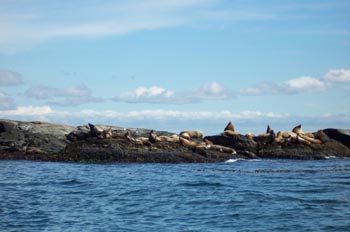 Leones marinos, Costa Esquimalt, Victoria