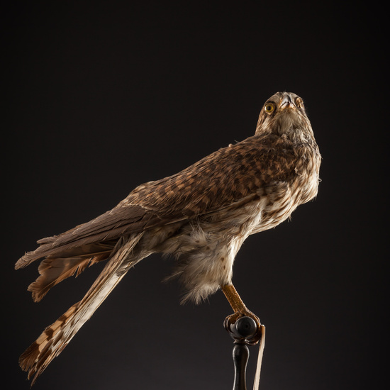 IES_SANISIDRO_BIOLOGIA_385