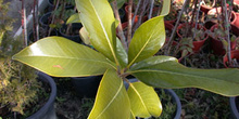 Magnolio común (Magnolia grandiflora)