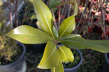 Magnolio común (Magnolia grandiflora)