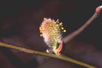 Sauce - Flor masc. (Salix sp.)