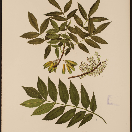 IES_CARDENALCISNEROS_HERBARIO_30 11