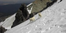 Perros labradores jugando en las faldas del volcán Nevado de Tol