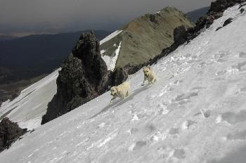 Perros labradores jugando en las faldas del volcán Nevado de Tol