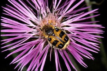 Cetónido avispa (Trichus rosaceus)