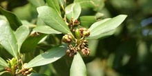 Laurel - Hojas/Flores Fem (Laurus nobilis)