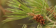 Pino piñonero - Flor Masculina (Pinus pinea)