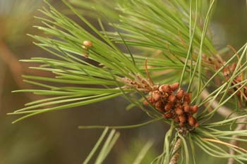 Pino piñonero - Flor Masculina (Pinus pinea)