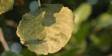 Aliso - Hoja (Alnus glutinosa)