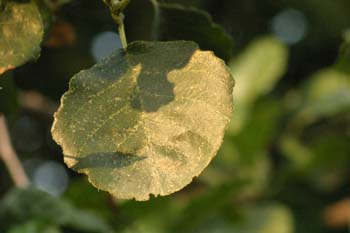 Aliso - Hoja (Alnus glutinosa)