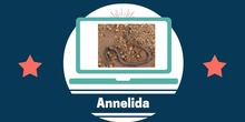 Annelids