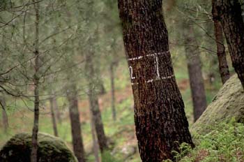 Pino resinero - Tronco (Pinus pinaster)