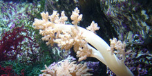 Coral (Litophyton sp.)