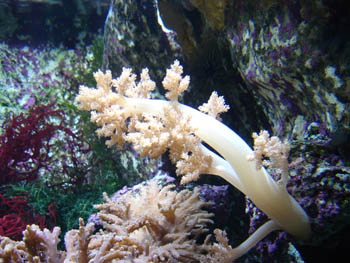 Coral (Litophyton sp.)