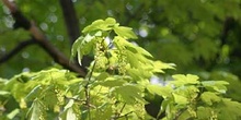 Arce blanco - Flor (Acer pseudoplatanus)