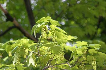 Arce blanco - Flor (Acer pseudoplatanus)