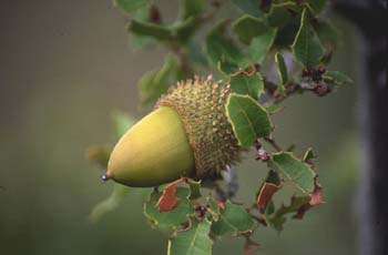 Coscoja / carrasca - Bellota (Quercus coccifera)