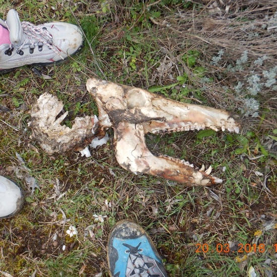 Jornadas Culturales y Deportivas 2018: SENDERISMO 1º ESO 26