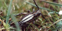 Longicornio zapador (Dorcadion guilianii)