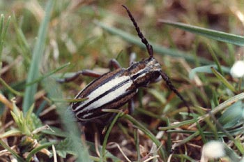 Longicornio zapador (Dorcadion guilianii)