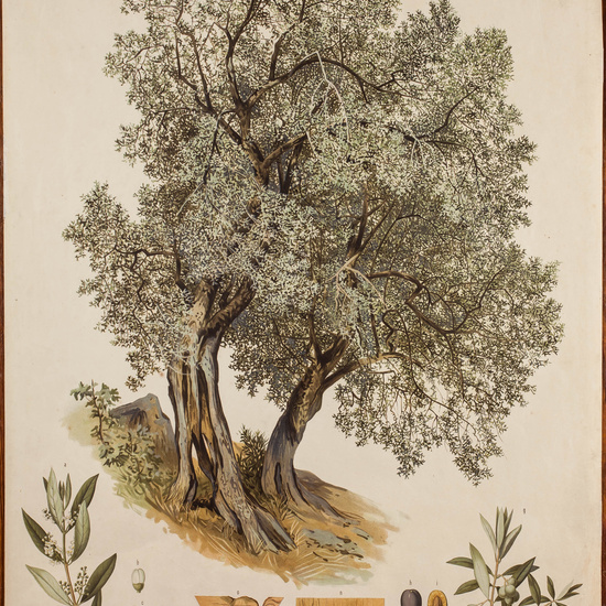 IES_CARDENALCISNEROS_ARBOLES_LAMINAS_014