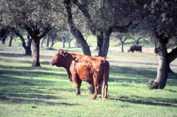 Ganado vacuno Retinto - Valdesequera, Badajoz