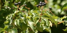 Cornejo (Cornus sanguinea)